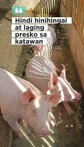 4.3M views · 54K reactions | Swimming ng baboy 3x a day ☺️...