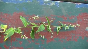 Facts and benefits of Lobelia - Health Benefits