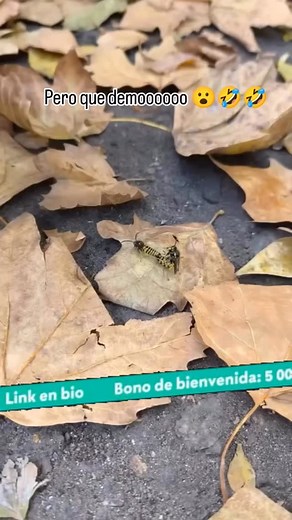 Vayan a ver mi historia 😱 @dr__humor | Doctor Humor