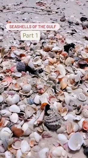 Save this post for seashell ID! ⬇️ . You asked for it, you got it! Seashells of the Gulf Coast, FL part 1! . Did you know all of these names? Comment below and share with a friend 💙 . . . #florida #seashells #beachcomber #shellid #identify #shells #shelling #loveseashells #beachday #floridalife #vacaymode #themoreyouknow #reelit #reelsinstagram #lovetoshell | The Seashell Mermaid