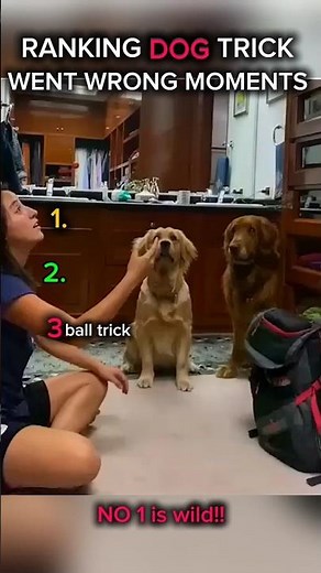 Ranking Dog Trick Gone Wrong Moments #ranking #dogmoments #cat