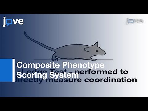 Simple Composite Phenotype Scoring System: Mouse Models-Cerebellar Ataxia l Protocol Preview