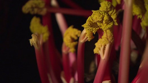 You'll have to turn the sound on for this one... Did you know that rhubarb makes a noise when it grows? Have a listen. More rhubarb factoids here: http://bbc.in/1PBO9D3 | The Today Programme