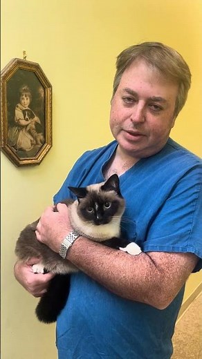 Cat with Bladder Stones #cystotomy#catvet