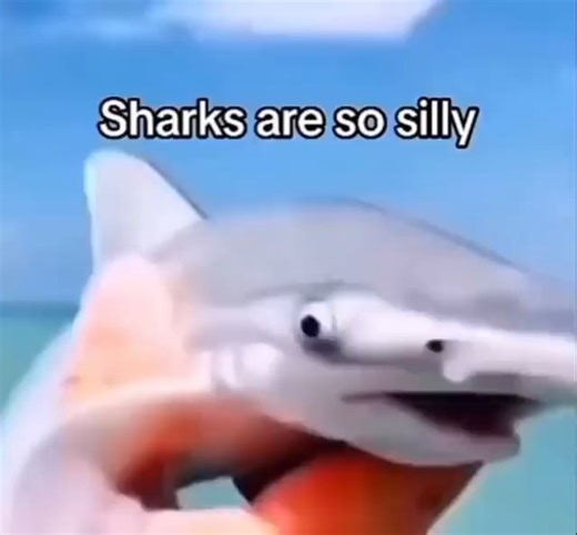 Sharks are So silly - iFunny