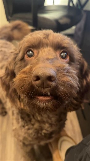 L O U I S🐾 | AUSTRALIAN LABRADOODLE on Instagram: "Drama boy #dogsofinstagram #dogmom #dogs #labradoodle #goldendoodle"