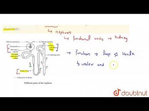 Describe how the loop of Henle helps in concentrating the urine in terrestrial mammals. | 11 | E...