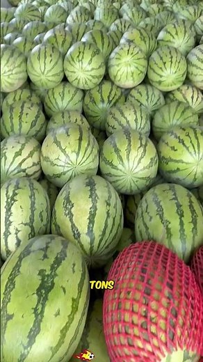 A skilled watermelon loader works like he's performing acrobatics; how efficient can he be?