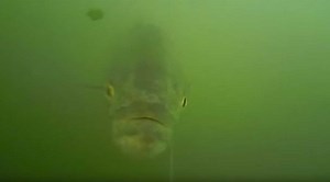 Intense Underwater Bluefish Strike Footage Reveals What's Happening at the End of Your Line