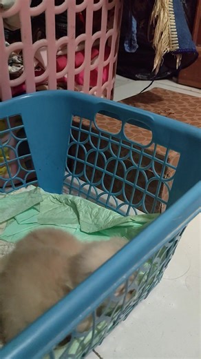 76 reactions · 12 comments | bikin gemes anak kucing ini tapi induknya belum datang netein kasian juga molu udah kemana #catlovers #catloversindonesia #cat #babycat #raspersia #kucingras #indonesiancat #kucinglapar | Ompu dovy | Facebook