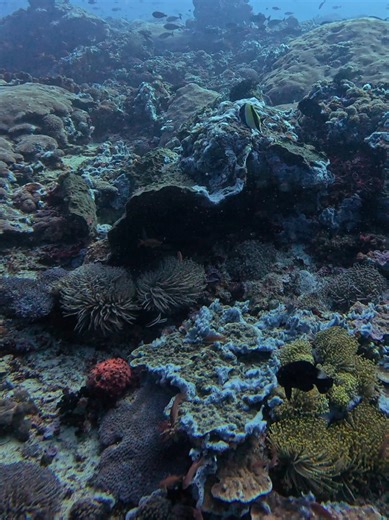 Explore Scuba Diving in Bali: A Guide to Nusa Penida