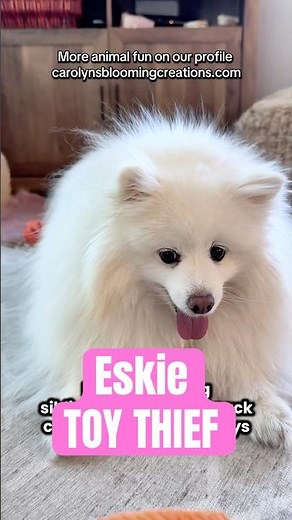 Mini American Eskimo Toy Thief #dogs