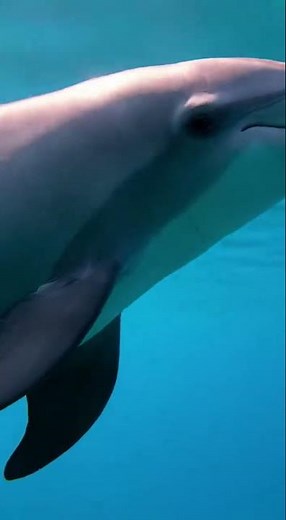 Majestic Dolphin Sound 🌊🐬🔊