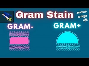 Gram Stain Technique | Procedure Steps Results | Microbiology Lab