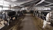 Cows of different colors are fed in stalls