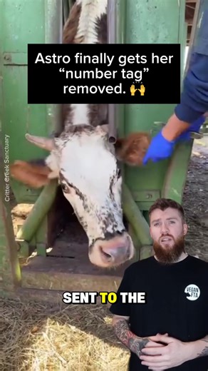 Astro and Cosmo: A Heartwarming Cow Rescue Story