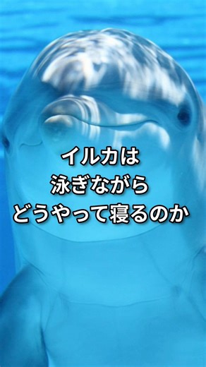 【衝撃】イルカは寝ながら泳ぐ？脳を半分ずつ休ませるチート能力🐬