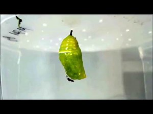 Monarch chrysalis parasitized by two pupal parasitoids