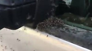58K views · 484 reactions | About 17 trillion mosquitos live in Alaska -- how many do you think are in this video? Where was your worst mosquito experience? | Alaska's News Source | Facebook