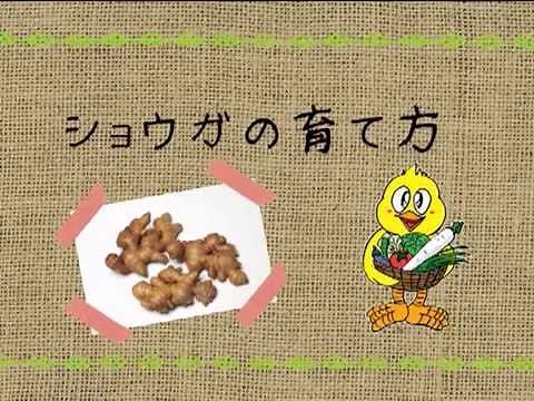 ショウガの育て方 農業屋