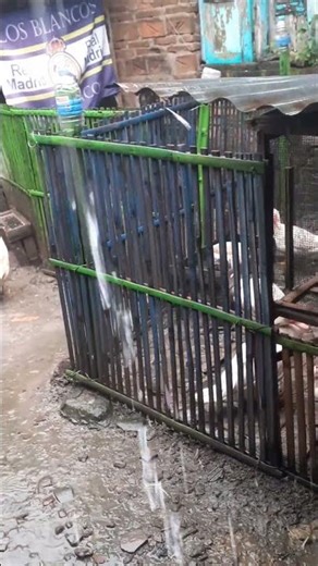 Rainy atmosphere in the Muscovy duck pen