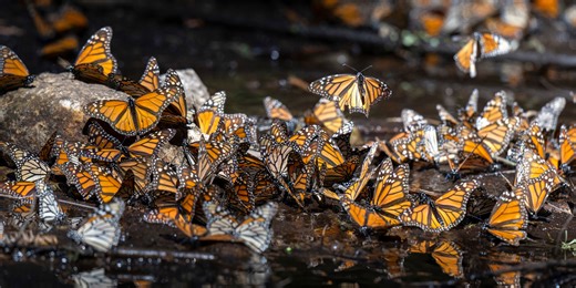 Monarch Butterfly Photo Expedition | Nat Hab