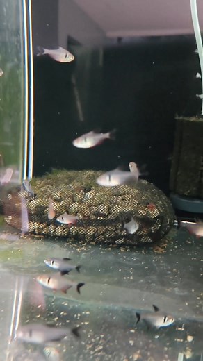 🐟 Neon Tetra A classic favorite in the aquarium hobby! These small, peaceful schooling fish are known for their bright blue and red stripes that glow beautifully in planted tanks. Best kept in groups of 10 for an active, shimmering display. #NeonTetra #TetraFish #CommunityTank #AquariumHobby #PlantedTank #vivariummanila | Vivarium Manila