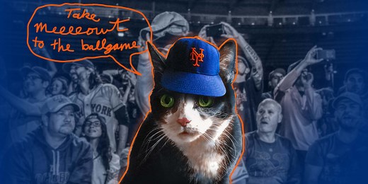 Cats at baseball games