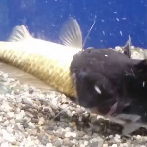 4.1M views · 6K reactions | Incredible! Those fish were the same size!  Note: Video contains original commentary from Rick Lax Productions and clips from Cain Chiu and ViralHog. | Digital Soap Opera | Facebook