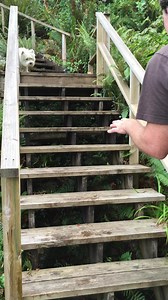 Piper has engaged Papa in the stalking game ❤️ | The Piper Chronicles