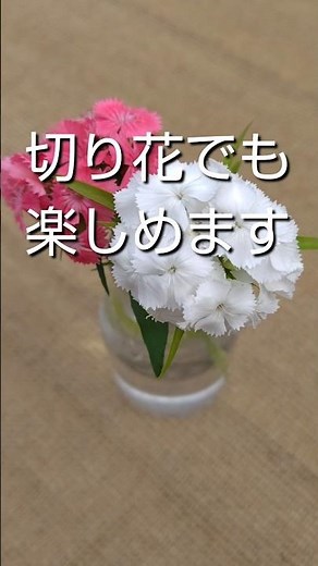 Dianthus grown from seed is in full bloom.