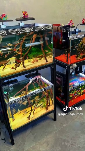 Kegiatan Seru Menjaga Ikan Predator di Akuarium
