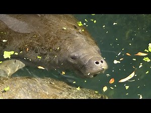 Live in Beautiful Citrus Springs!