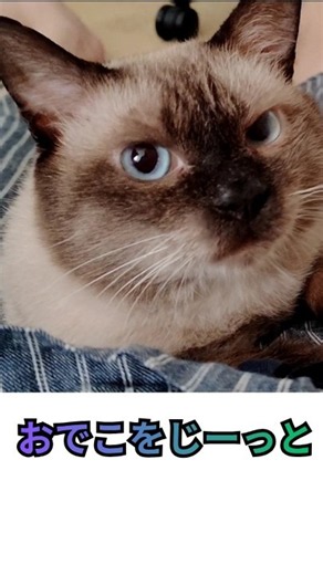 いっぴきで２度おいしい保護猫＃捨て猫＃拾い猫＃cat
