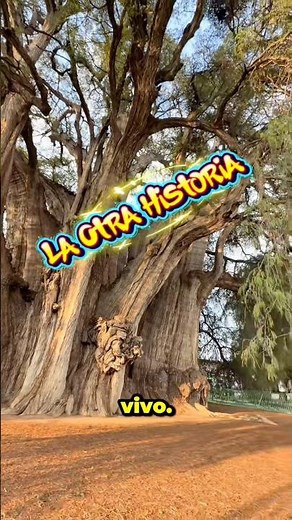 Oaxaca holds a giant over a thousand years old 🌳 #history #Oaxaca #TuleTree