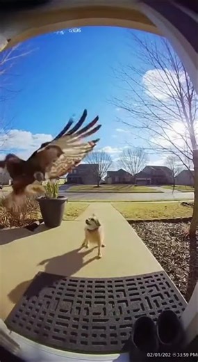 Dog gets attacked by hawk #shorts #animals #funny