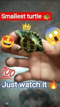 The Smallest Baby Red-Eared Slider Turtle You’ll Ever See! 🐢😍 | #viral #trending #turtle #bettafish