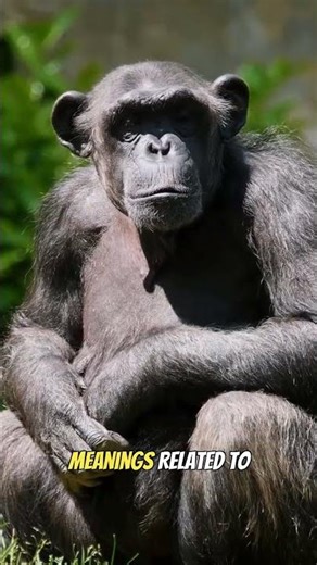 Chimps Have Their Own Language and It's Way More Complex Than We Thought #animals #science #shorts