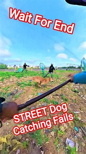 Street Dog's Catching Fails Videos #dog #fail #viral #dogwithpublicsafety #ytshorts