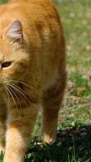 Pata Jazz | Sleepy Cat, Peaceful Moment | Pata Jazz | jazz for cats