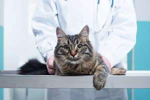Steatitis: Yellow Fat Disease in Cats