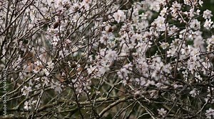 Flowers on almond tree. Blooming almond. Crown of the tree sways. Prunus dulcis shrub or small tree from subgenus Almond (Amygdalus). Rovinj, Croatia - February 23, 2024