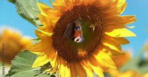 Beautiful butterfly and bee sits on a sunflower. Bee attacks butterfly. Butterfly defends itself, flaps its wings and drives away the bee. Cinema 4K 60fps video