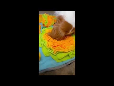 How to Calm a Bored Dog at Home – This Snuffle Mat Changes Everything