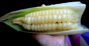 Choclo: The Peruvian Giant Corn Facts and Growing Information