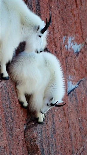 Mountain Goats Climbing an Impossible Cliff