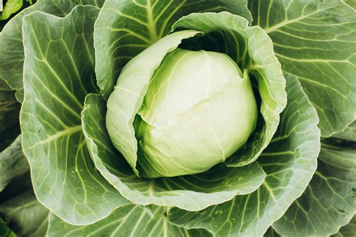 How To Store Cabbage So It Stays Crisp And Fresh For Weeks