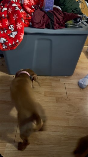 44 reactions · 8 comments | I thought it would be cool to teach my dogs to use those talking buttons but now they won’t stop asking for treats 藍 | Barefoot Sierra Larson | Facebook