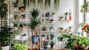 Mastering Indoor Plants Course