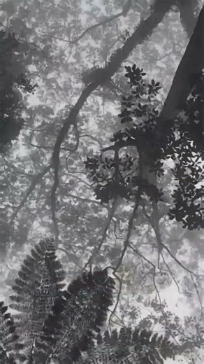 Misty Highways of Java: A Journey Through the Clouds